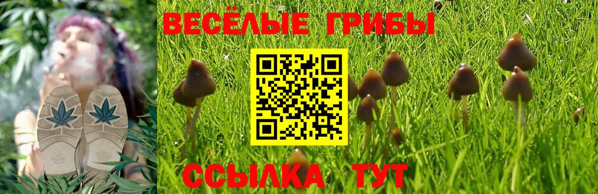 Псилоцибиновые грибы Psilocybine cubensis Петрозаводск